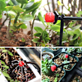 Miniatyrbild 3 av 5: Intelligent Irrigation Garden Watering Kit 15M 20 Droppare