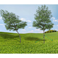 Pikkukuva 3 / 4: 10 Pack Tree hihnat läpivientejä ruohon väri S