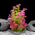 Miniatyrbillede 2 af 3: Kunstig vandplantedekoration Model 3