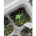 Miniatyrbillede 5 af 7: Formeringsbakkepotter, Frøplantestartbakker 12 celler pr. bakke Sort