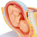 Miniatyrbilde 4 av 8: Gravid kvinne Anatomisk bekkenmodell Avtakbar Graviditet 9 måneder baby fostermodell for undervisningshjelp