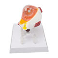 Miniatyrbillede 6 af 8: Forstørret Menneskeligt Øje Anatomisk Model Viser Præcist Synenerver Hornhinde Irislins Medicinsk Øjenæblemodel