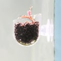 Miniatyrbillede 3 af 8: Transparent Akvarium Rød Orm Foder Sugkop Fisk Foderkop Beholder Akryl Crack Cup