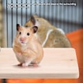 Miniatyrbild 7 av 8: Litet husdjur Naturligt trä Stativ Plattform Leksak Rektangulär Trä Hoppa klättring Springboard leksak