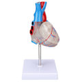 Miniatyrbillede 3 af 8: Hjertemodel Menneskelig Transparent Design Multifunktionsmodel til Hjerteundervisning til Medicinske Læremidler