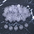 Miniatyrbillede 8 af 8: 100 stk spoler af høj kvalitet plast multifunktionelle symaskinetilbehør