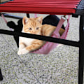Miniatyrbilde 6 av 8: Vinter Sommer To-siders Multifunksjonell Bærbar Pustende Mesh Hundeseng for Katter og Hunder (Rosa L)