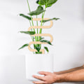 Miniatyrbilde 7 av 8: Klatreplanter Støtte Ramme Kina Rose Blomst Holder Innendørs Blomst Plante Støttepinne