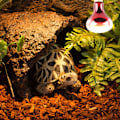 Miniatyrbillede 7 af 8: Reptillampe Nat Infrarød Varmelampe Reptil Lizard Varmende Isolerende Glødepære