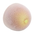 Miniatyrbilde 7 av 8: Sminke-svamp i kiwi-form, våt og tørr, dobbel bruk, elastisk
