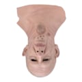 Miniatyrbild 8 av 8: Realistisk kala huvud Man Mask Latex Människoansiktsmask Rolig Skrämmande Halloween kostym Cosplay rekvisita