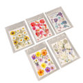 Miniatyrbilde 3 av 7: 5 poser presset blomster Diverse stiler Vibrerende rike detaljer Multifunksjonelle fargerike tørkede blomster for DIY-form Bokmerke Type 1