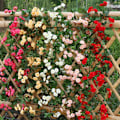 Miniatyrbild 4 av 6: Floweroyal  konstgjorda rosväxter  blommor för girlang hängande och bröllopsdekoration