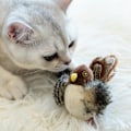 Miniatyrbild 5 av 5: Katt leksaker för inomhuskatter, interaktiv katt leksak med riktig kvittrande fågel elektroniskt ljud, katt fjäder leksaker med mjuk plysch lindra tristess