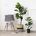 Miniatyrbild 4 av 5: Robust repväxtkorg, modern vävd korg för blomkruka, golv inomhus planteringskärl, förvaringskorg, rustik heminredning