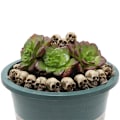 Miniatyrbilde 2 av 3: Set med 20 Halloween nye skalleharpiks ornament gotisk skrivebordsornament