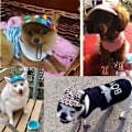 Miniatyrbillede 3 af 5: 1 stk. (S, Canvas Stripes) Justerbar Hunde Solhat - Baseball Kasket