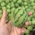 Miniatyrbillede 5 af 5: Farveskiftende vandmelonlegetøj, stressaflastning og klemmespænding T
