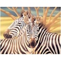 Pikkukuva 1 / 5: Neliömäinen timanttimaalaus Täydellinen Zebra 5D Neliömäinen timanttimaalaus