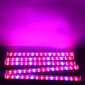 Pikkukuva 3 / 5: Kasvilamppu, Puutarhaviljelyn Lamppu Punainen & Sininen T5 Kasvu LED G