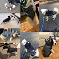 Miniatyrbillede 4 af 5: Hund Jakke Frakke Hætte Kæledyr Hætte Tøj Varm til Lille Mittel D