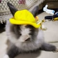 Miniatyrbilde 2 av 5: Hatt for små dyr Kaninlue Kjæledyr Hodeplagg Kitty Hodetilbehør