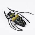 Miniatyrbillede 2 af 5: 3 stk. realistisk insektsæt - biologiske videnskabslegetøj til børn - R