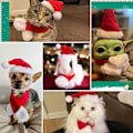 Miniatyrbild 4 av 5: Jultomtehatt med halsduk för katt, juldräktset för valp hund katt