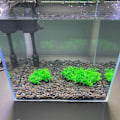 Miniatyrbilde 5 av 5: 20 stk/lot Kunstige Plastplanter Akvariumplanter Små Høye Go
