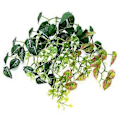 Miniatyrbild 5 av 5: Livsliknande Fisk Blad Säng Betta Fisk Lek Säng Akvarium Dekorationer Simulering Blad Hängmatta Vilsäng för Terrarium