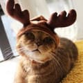 Julekostume til skovdyr, katte- og hundehue, kæledyrstøj, hat