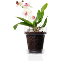 Miniatyrbillede 4 af 5: 2 Orchid Pots med drænhuller: Transparent Cachepot med dræn