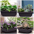 Miniatyrbilde 3 av 3: 5 stk. rektangulære bonsai-potter, sukkulentblomsterpotter, blomsterpotter i plast