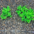 Miniatyrbilde 3 av 5: 20 stk/lot Kunstige Plastplanter Akvariumplanter Små Høye Go