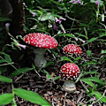 Miniatyrbillede 2 af 4: 3 stk. Mikro Landskab Svampe Ornamenter Resin Selvlysende Svampe Bonsai Blomsterpotte Dekoration