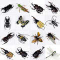 Miniatyrbillede 4 af 5: 3 stk. realistisk insektsæt - biologiske videnskabslegetøj til børn - R