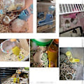 Miniatyrbilde 4 av 5: 3 i 1 Hengende Vannflaske til Hamster Automatisk Drikkedispenser med Base for Dverg Hamster Mus Rotte Piggsvin (125ML Rosa)