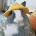 Miniatyrbilde 5 av 5: Hatt for små dyr Kaninlue Kjæledyr Hodeplagg Kitty Hodetilbehør