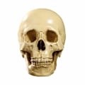 Miniatyrbillede 5 af 5: Model 1: 1 Kunstig Menneske kranie Anatomisk Undervisning, Dekoration Skul
