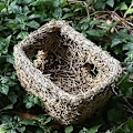 Miniatyrbilde 3 av 5: Gress tunneler for hamster gjemmesteder, hamster tunneler, natura