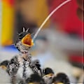 Miniatyrbillede 4 af 4: 5 stk. Ungfugle Fodringsværktøj Papegøje Plastik Foder Pet Supply Transparent