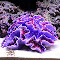 Miniatyrbilde 1 av 4: 1 Stykke Poly Korall TRIM, Akvarium Korall TRIM 6 2/5\" x 5 1/2\" x 2