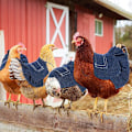 Pikkukuva 4 / 5: 3 kpl Standard Chicken Saddle Hen Apron Hen Saddle Single Str