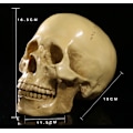 Miniatyrbillede 3 af 5: Model 1: 1 Kunstig Menneske kranie Anatomisk Undervisning, Dekoration Skul