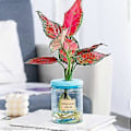 Miniatyrbillede 5 af 5: Selvvandende Plantepotter Vase Hydroponisk Beholder med Effektiv Fugtighedskontrol for Nem Vedligeholdelse og Dekoration 83 soft stopper