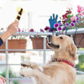 Miniatyrbild 4 av 5: Oförstörbara hundtuggleksaker, hundtugg, nötköttsmak, för träning