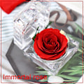 Miniatyrbild 4 av 6: Äkta rosor permanent förvarade i mini transparent ringbox, årsdag, Alla hjärtans dag, jul, födelsedagspresenter (röd)