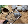 Miniatyrbillede 4 af 5: Reptil Sandsubstrat Metal Sandspatel Rustfrit Stål Fint Masket