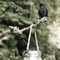 Miniatyrbillede 4 af 4: 6 Pak Halloween Fugle, Sorte Fjerkræ, Realistisk Udseende