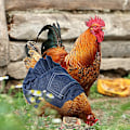 Pikkukuva 5 / 5: 3 kpl Standard Chicken Saddle Hen Apron Hen Saddle Single Str